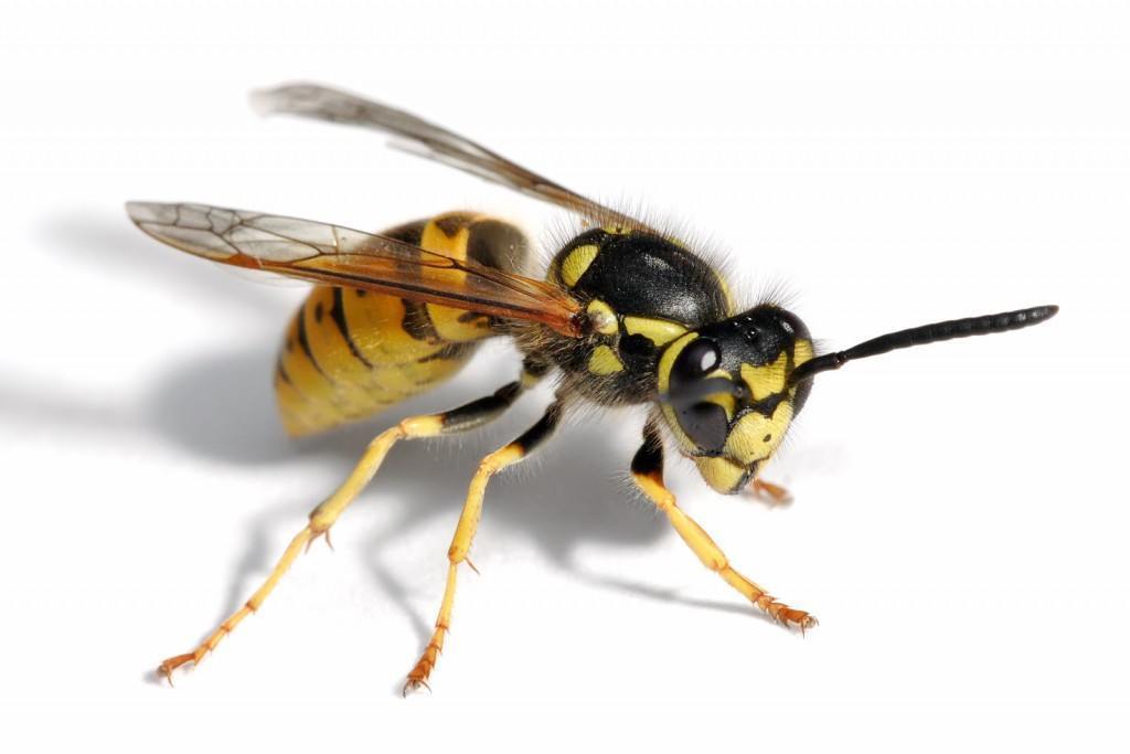 Intepatura de albine pentru viziune, Alergia la veninul de albina si viespe | 21office.ro