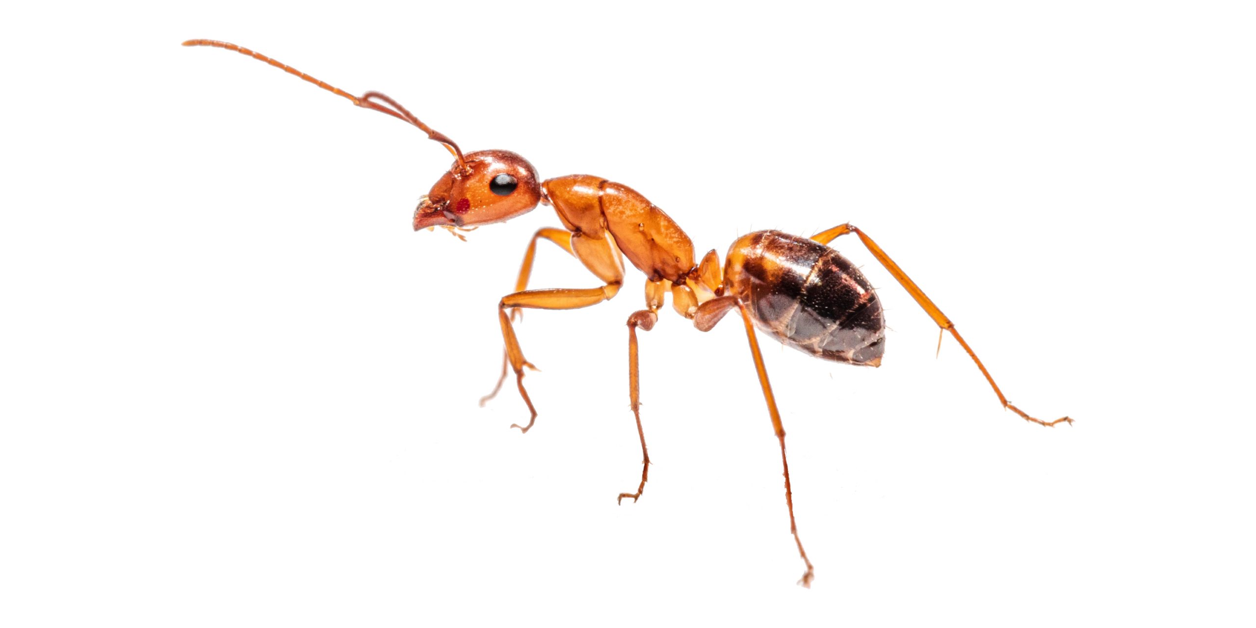 Cum scapi de furnici. Cele mai bune trucuri naturale