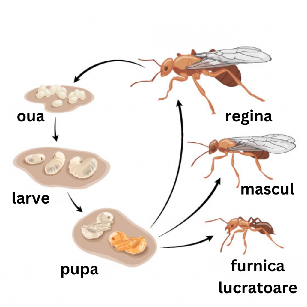 metamorfoza-furnicilor-stadii-dezvoltare