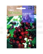 rocalba seminte arbore de cafea 4 seminte - 1